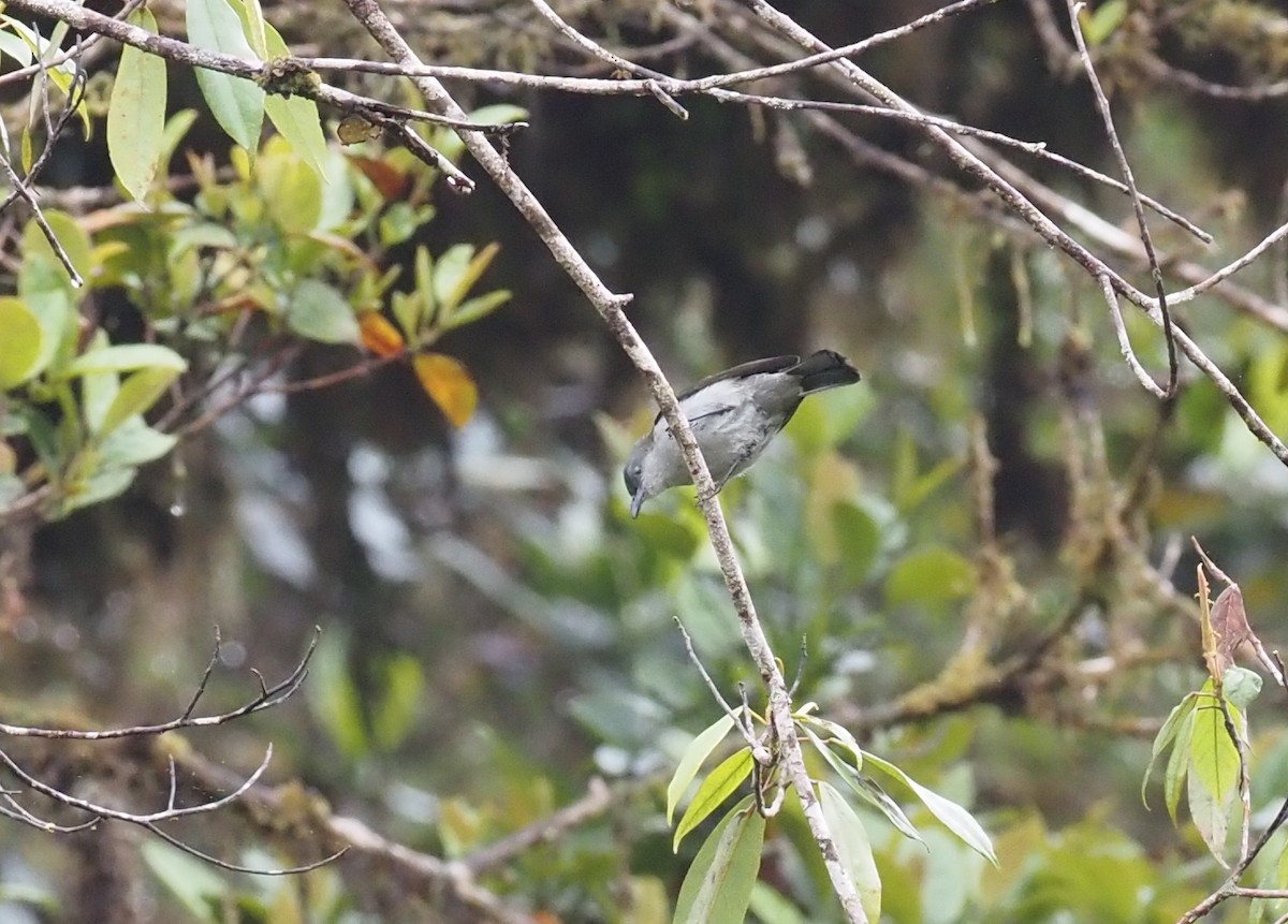 Thick-billed Berrypecker - ML479310591