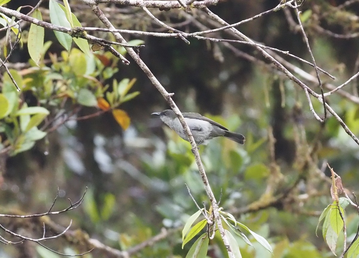 Thick-billed Berrypecker - ML479310651