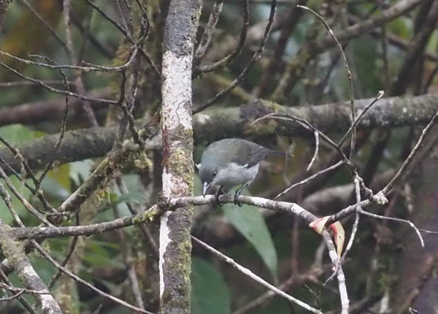 Thick-billed Berrypecker - Stephan Lorenz