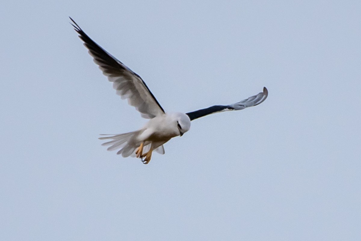 Black-shouldered Kite - ML479310801