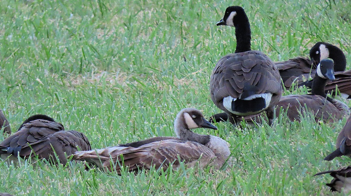 Canada Goose - ML479311021