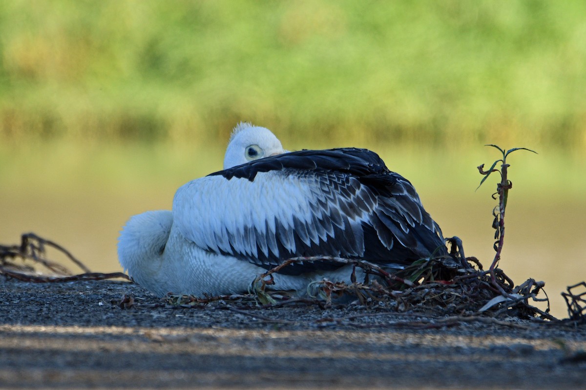 Australian Pelican - ML479311931