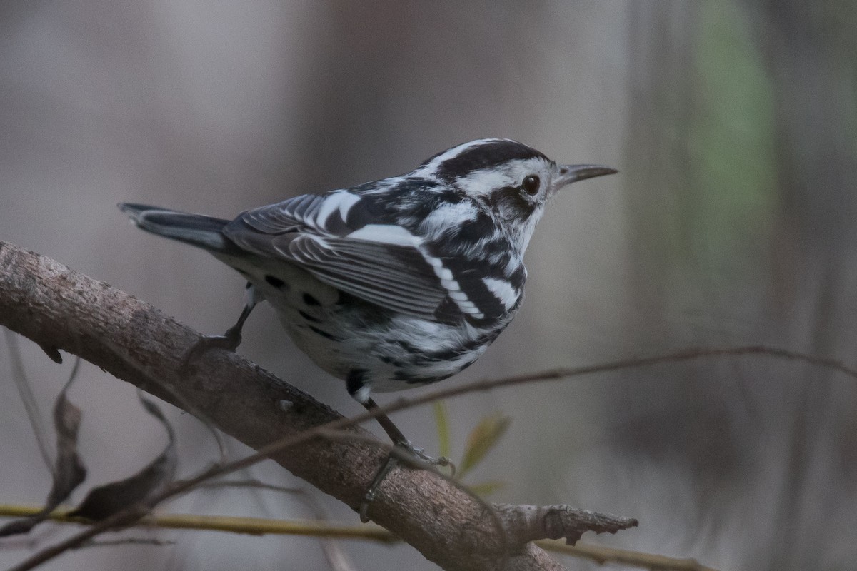 Black-and-white Warbler - Nancy Christensen