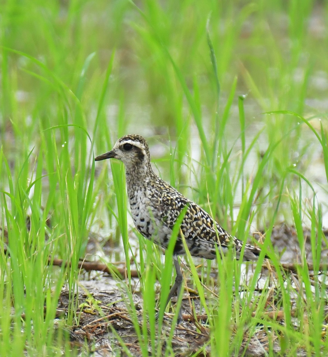 Pacific Golden-Plover - ML479312591