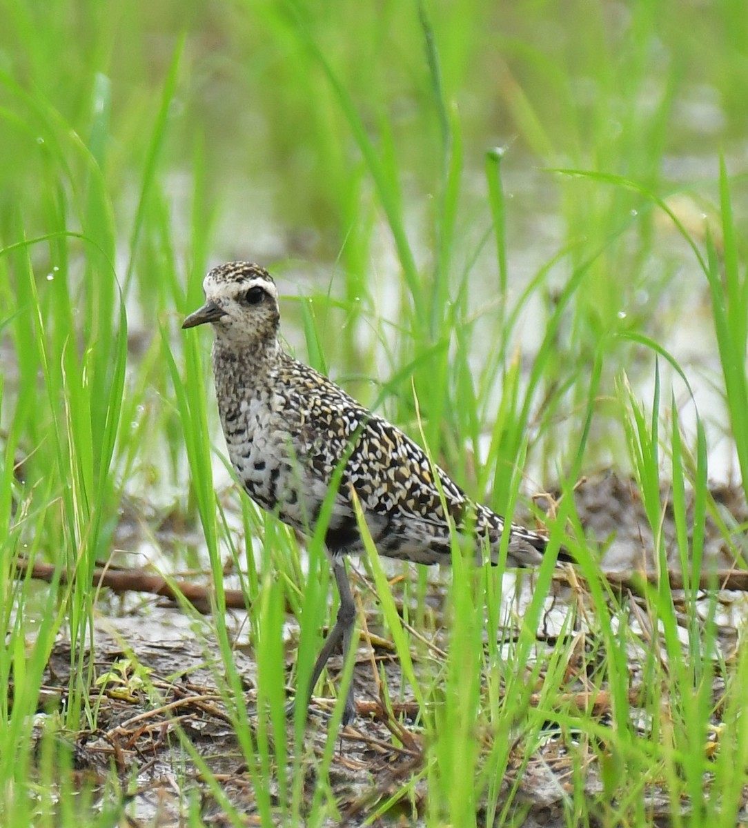 Pacific Golden-Plover - Arindam Roy