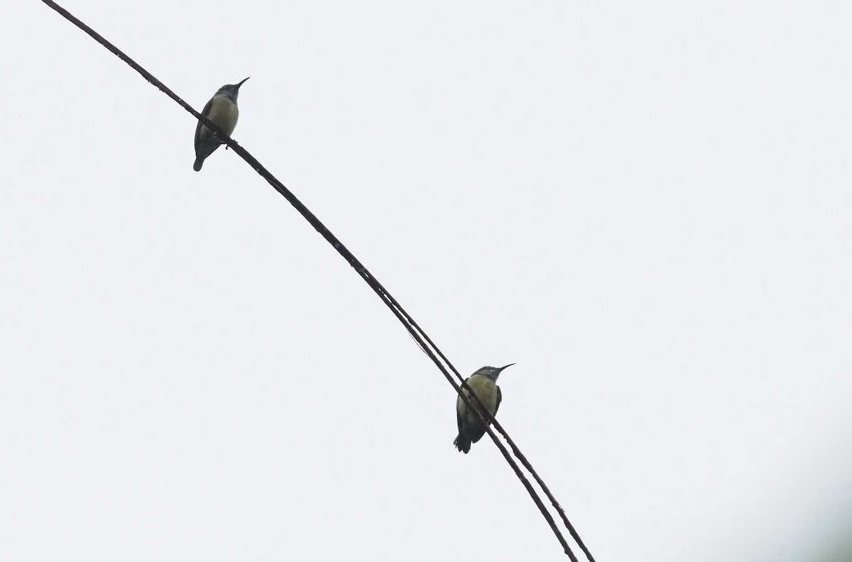 Pygmy Longbill - ML479313161