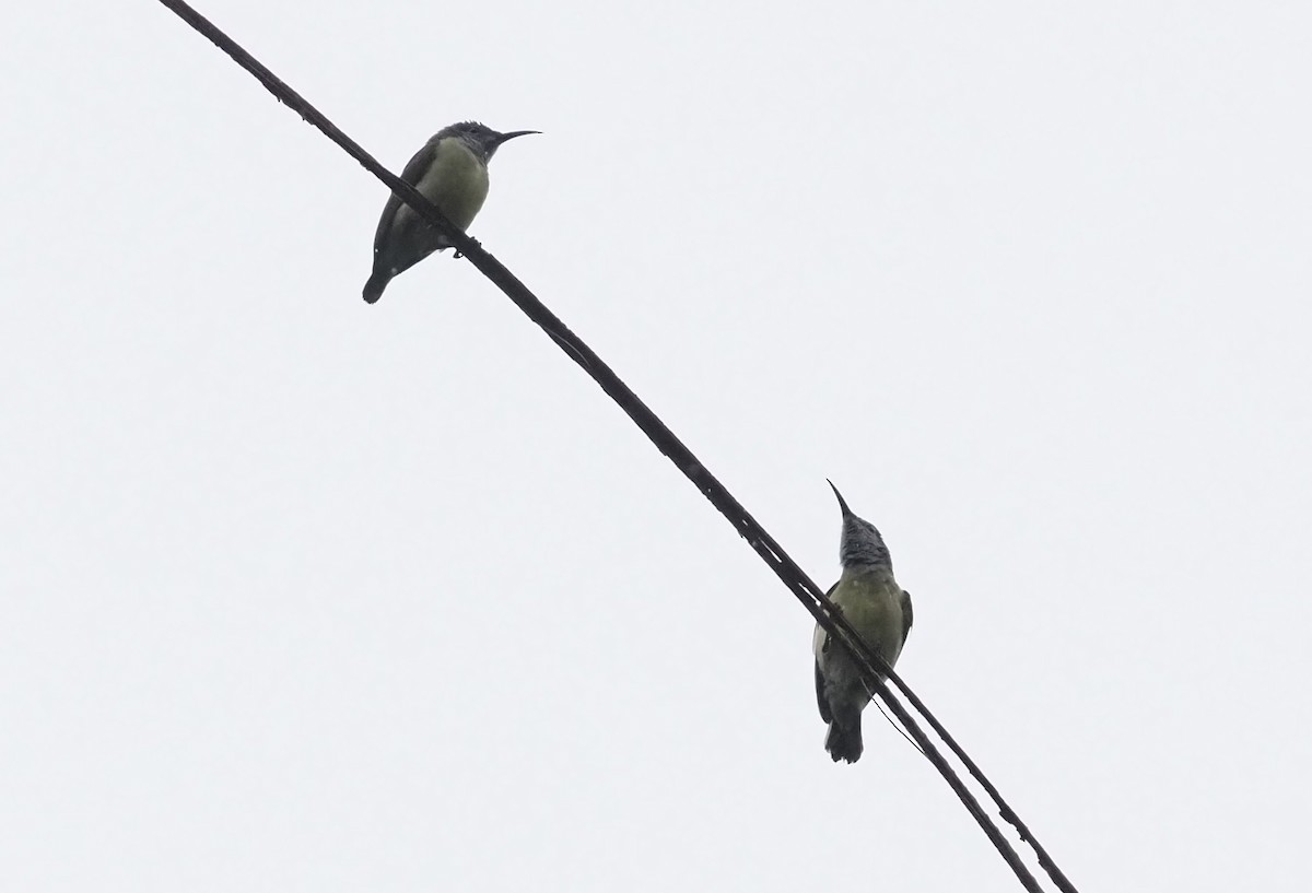 Pygmy Longbill - ML479313371