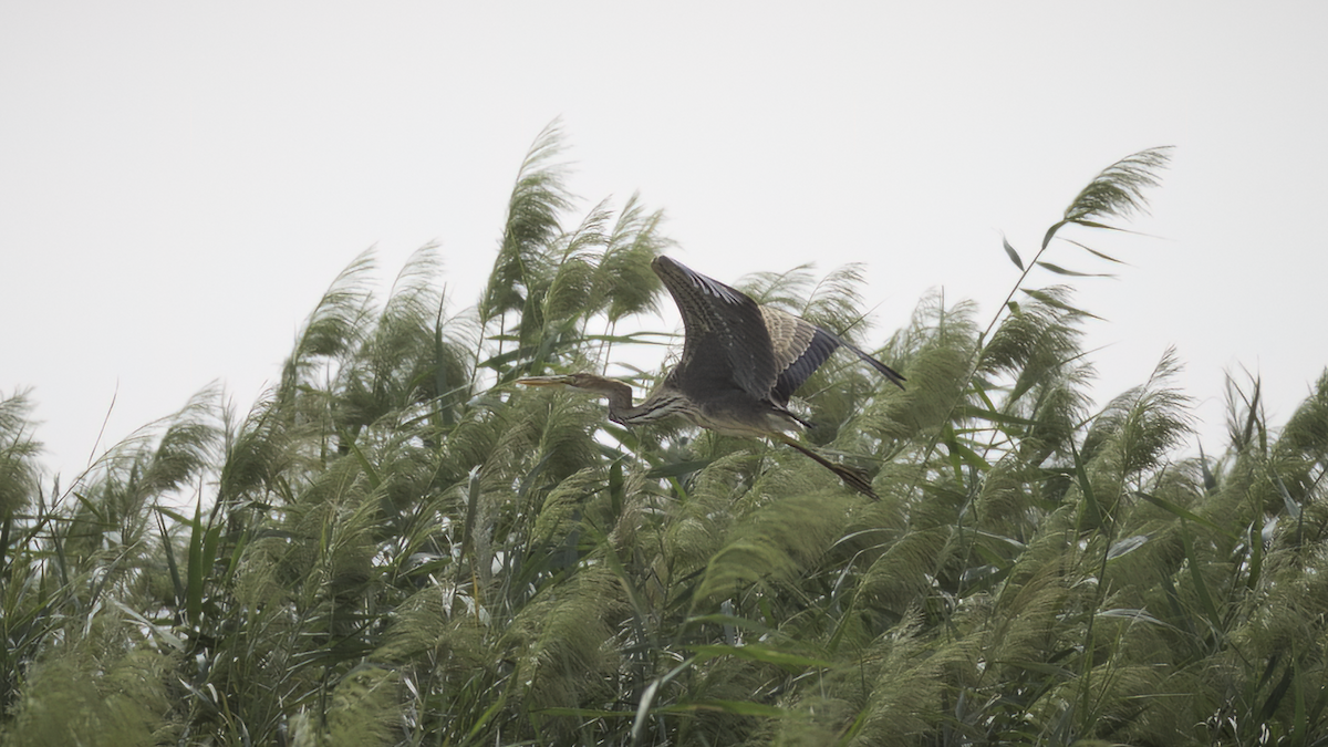 Purple Heron (Purple) - Markus Craig