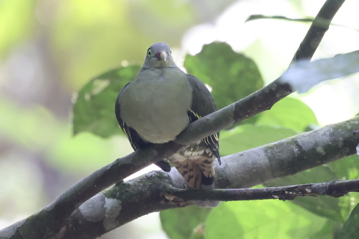 Thick-billed Green-Pigeon - ML479315621