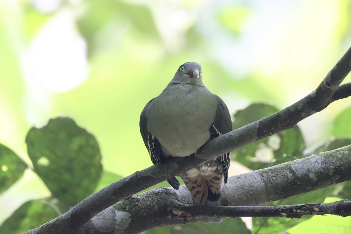 Thick-billed Green-Pigeon - ML479315631