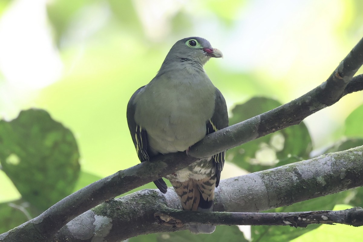 Thick-billed Green-Pigeon - ML479315641