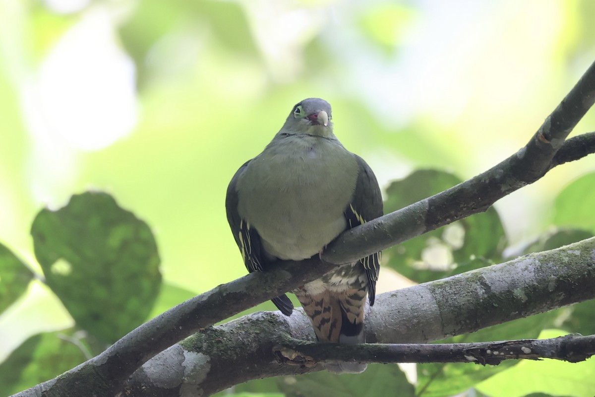 Thick-billed Green-Pigeon - ML479315651