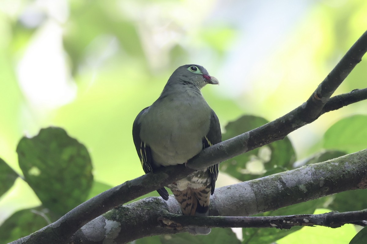 Thick-billed Green-Pigeon - ML479315661