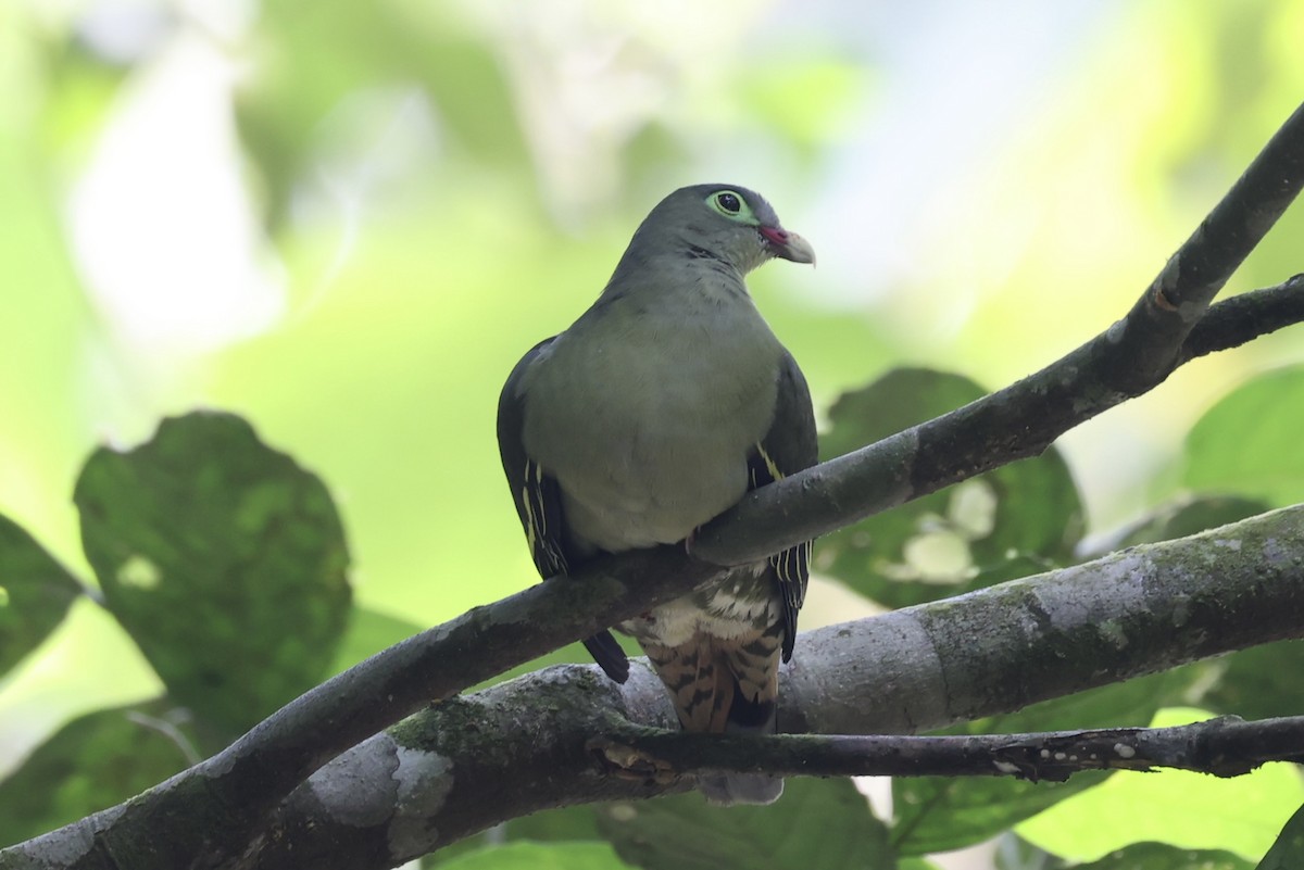Thick-billed Green-Pigeon - ML479315671