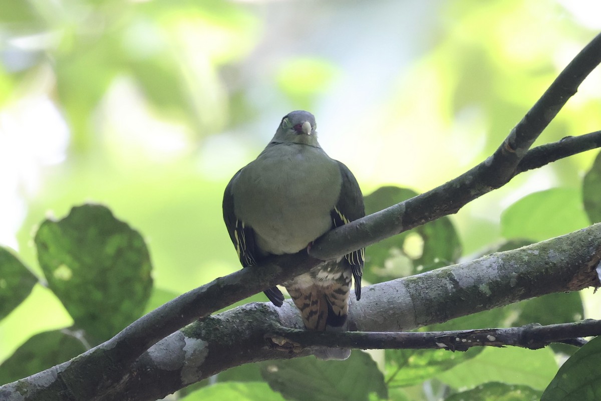 Thick-billed Green-Pigeon - ML479315681