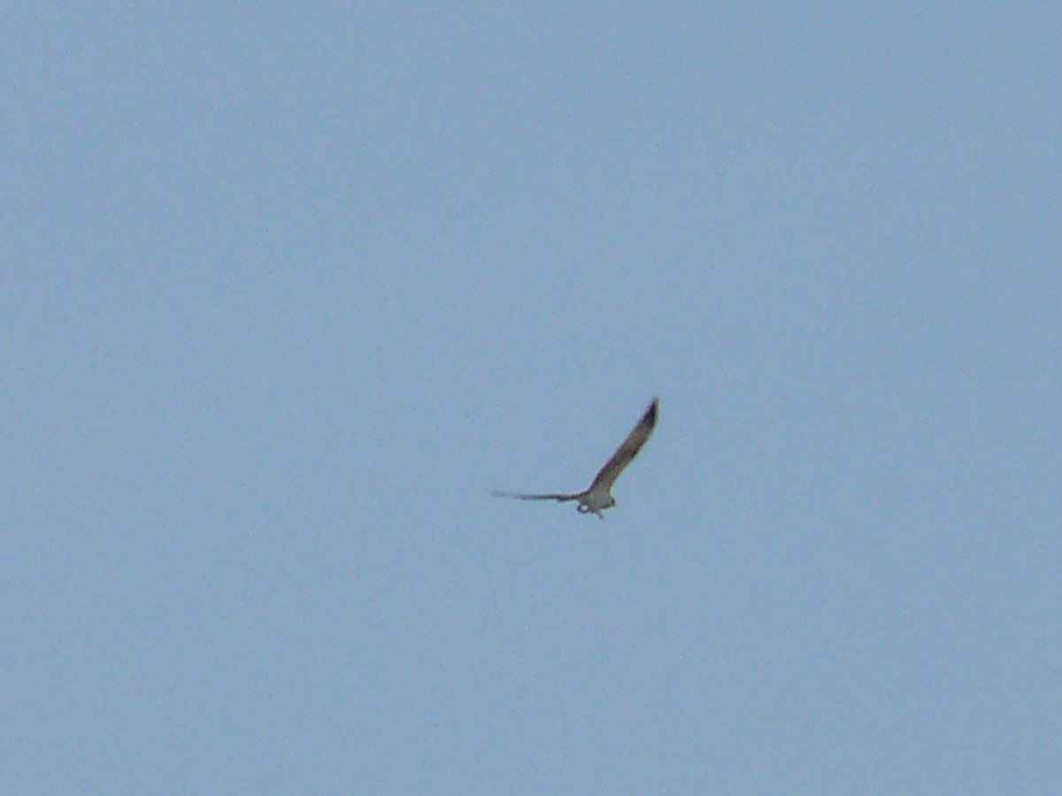 Osprey - Sławomir Karpicki