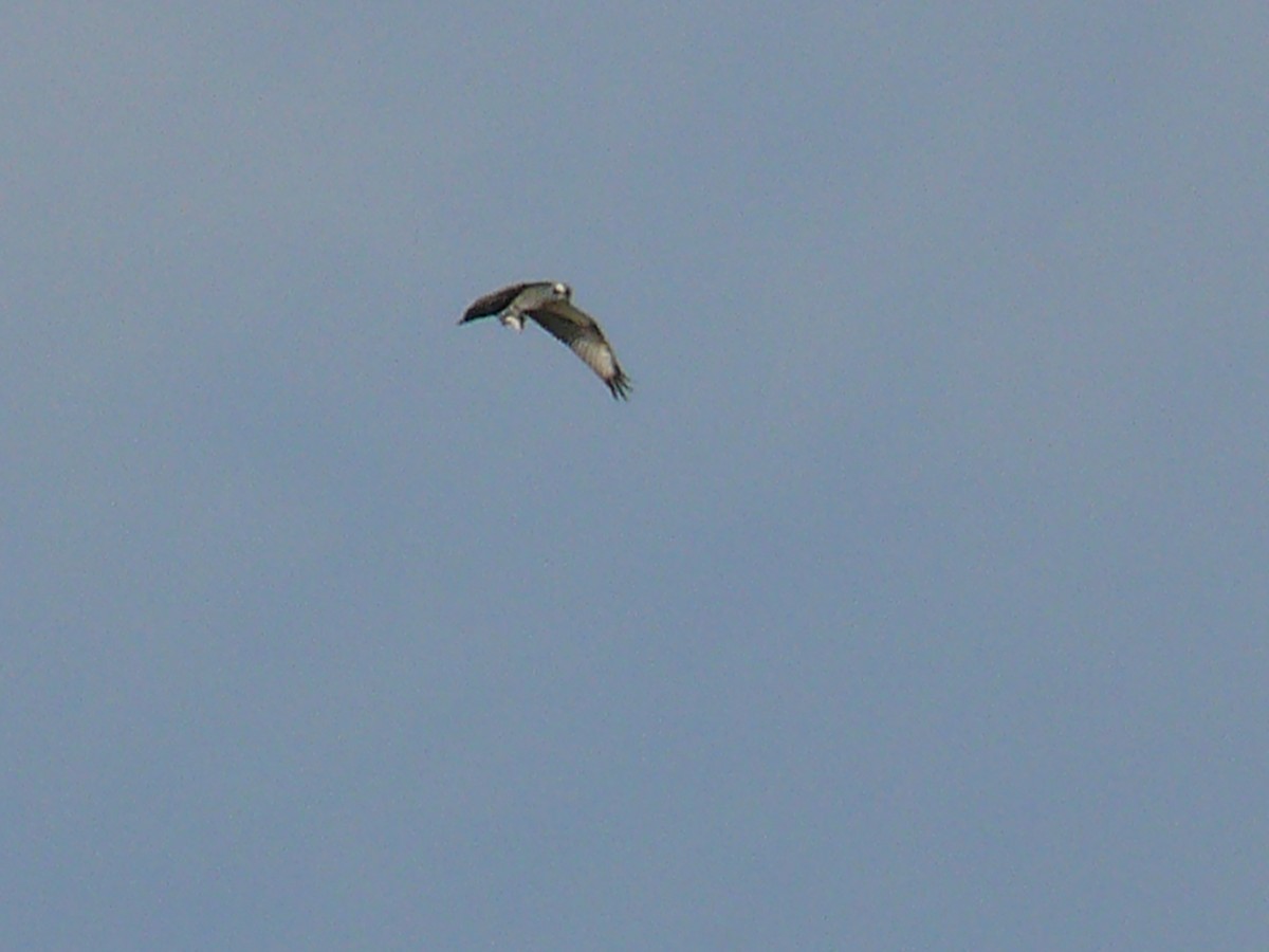 Osprey - Sławomir Karpicki