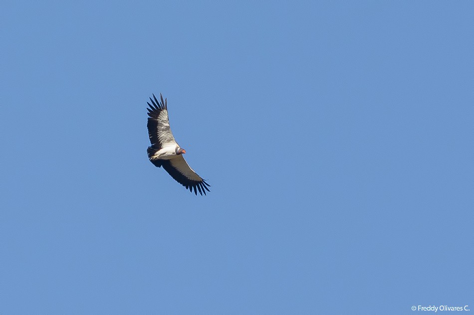 King Vulture - ML47931921