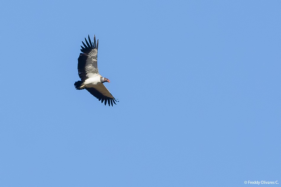 King Vulture - ML47931931