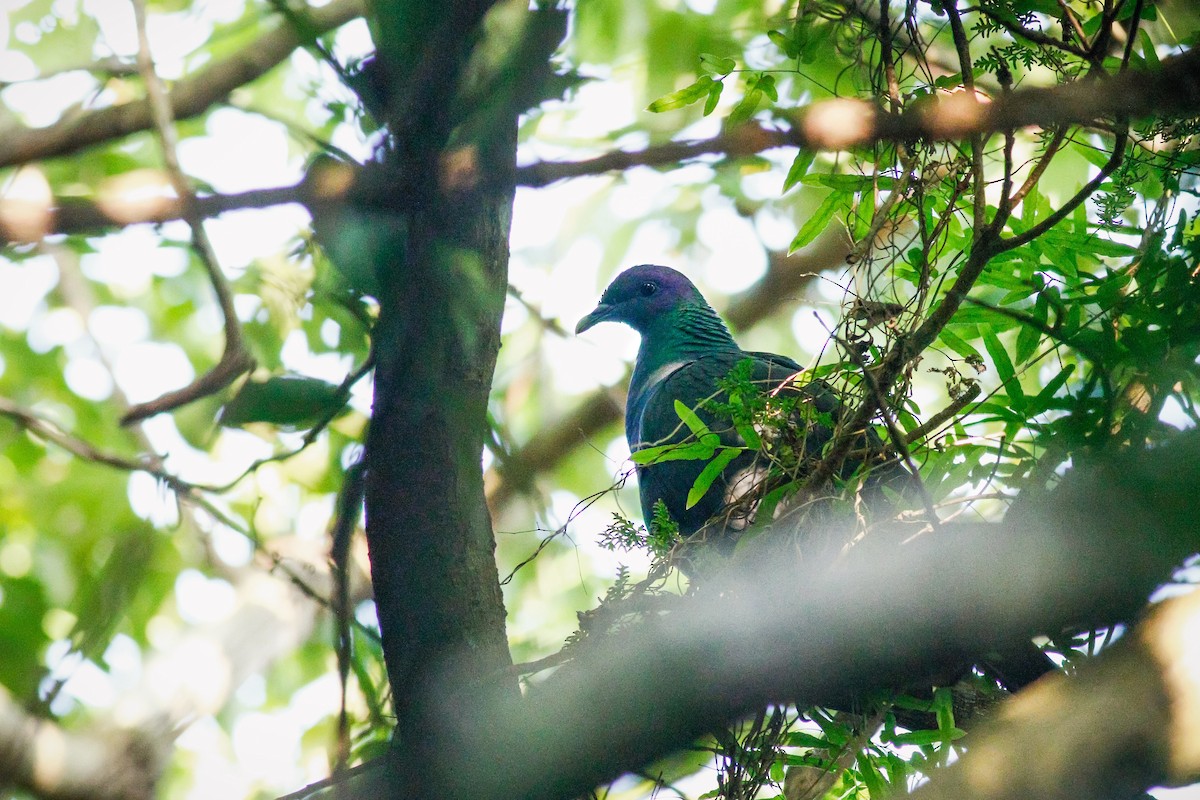 Black Wood-Pigeon - ML479320221