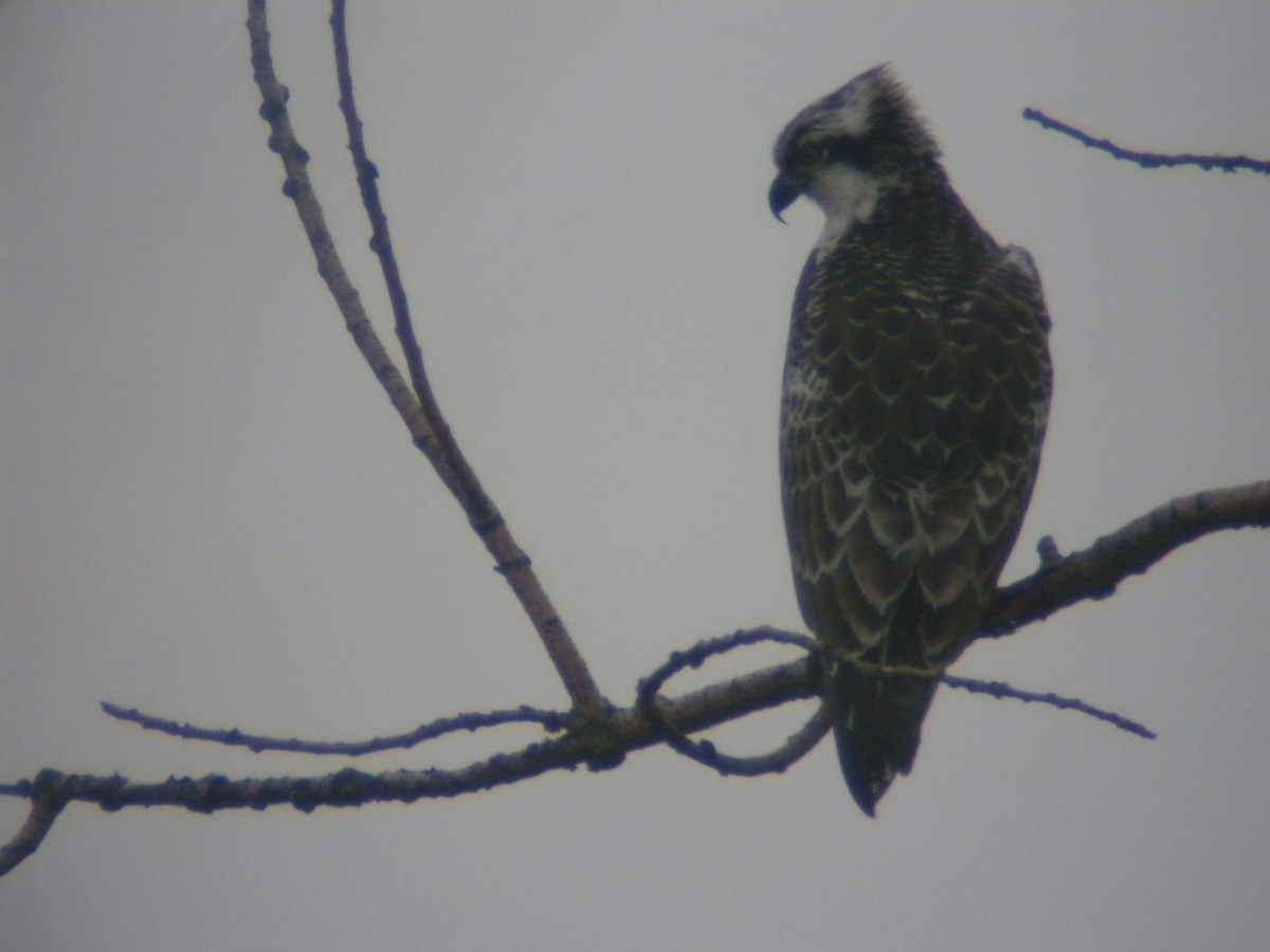 Osprey - ML479322331