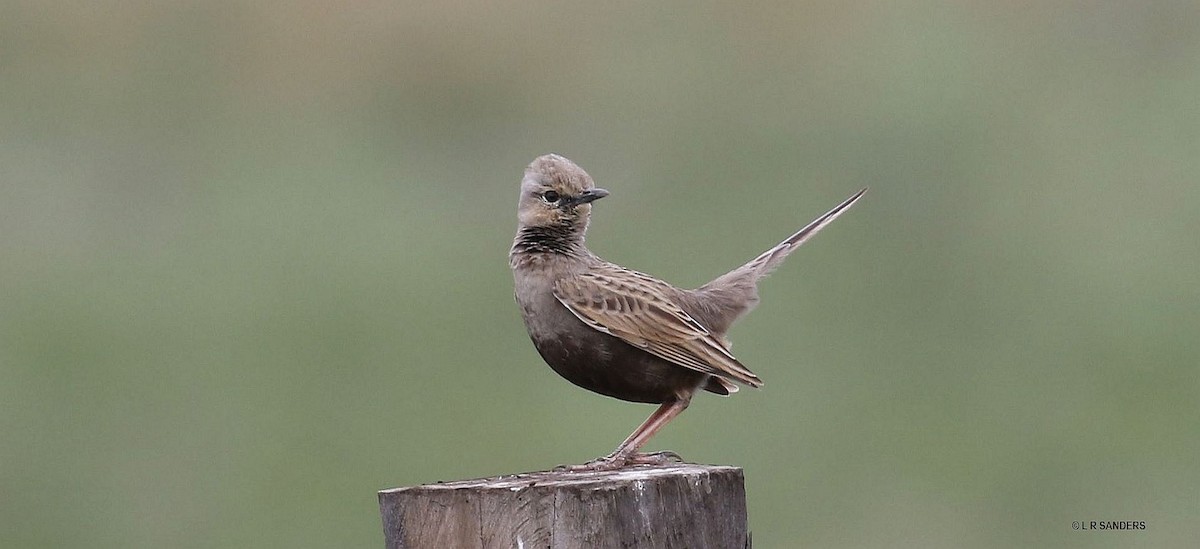 Brown Songlark - ML479322391