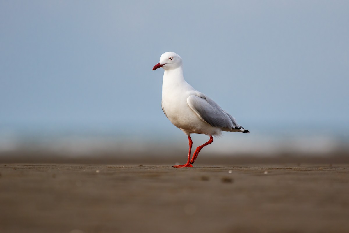 ギンカモメ（novaehollandiae／forsteri） - ML479324571