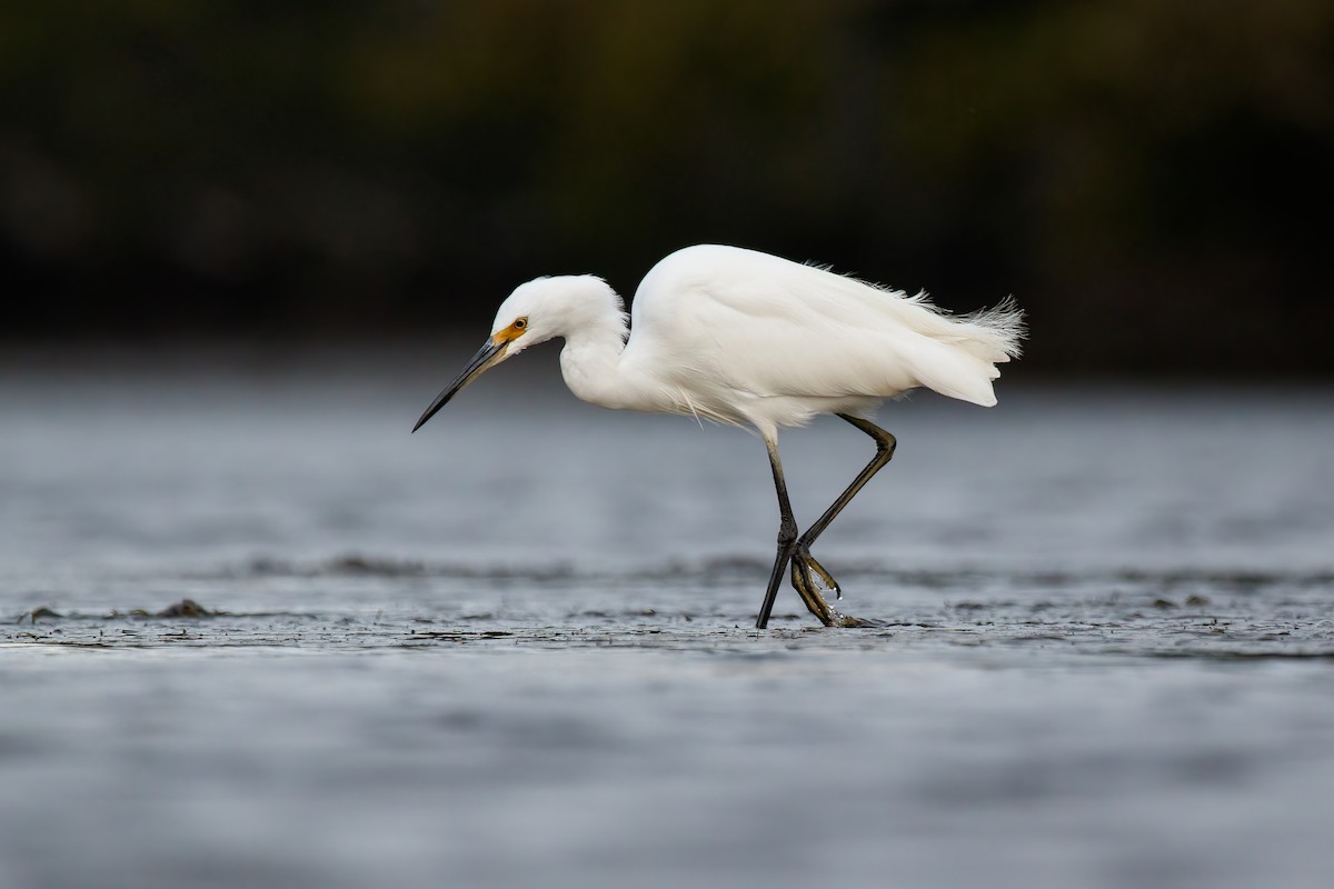 Little Egret (Australasian) - Louis Backstrom