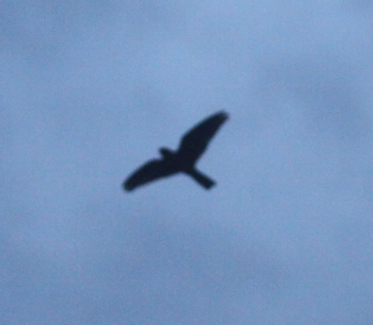Band-tailed Nighthawk - ML479325101