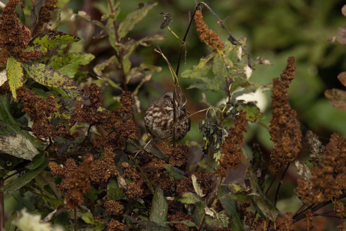 Fox Sparrow - ML479325381