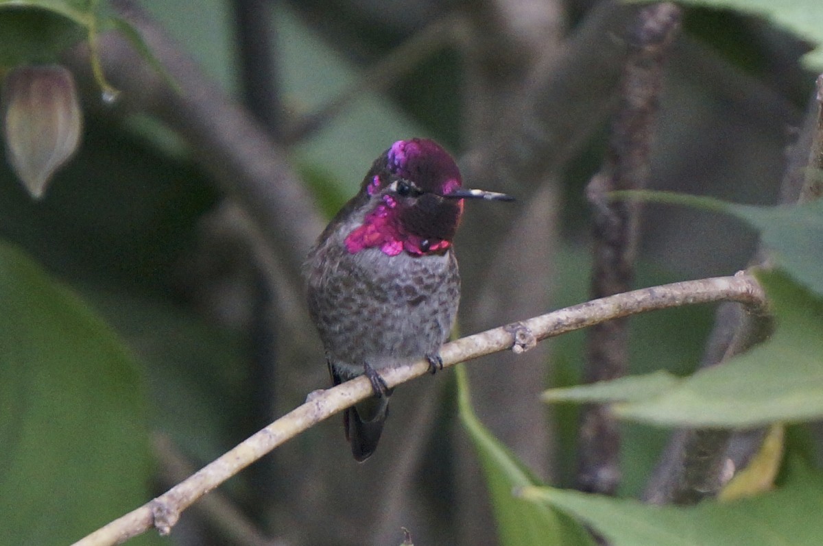 Anna's Hummingbird - ML479325961