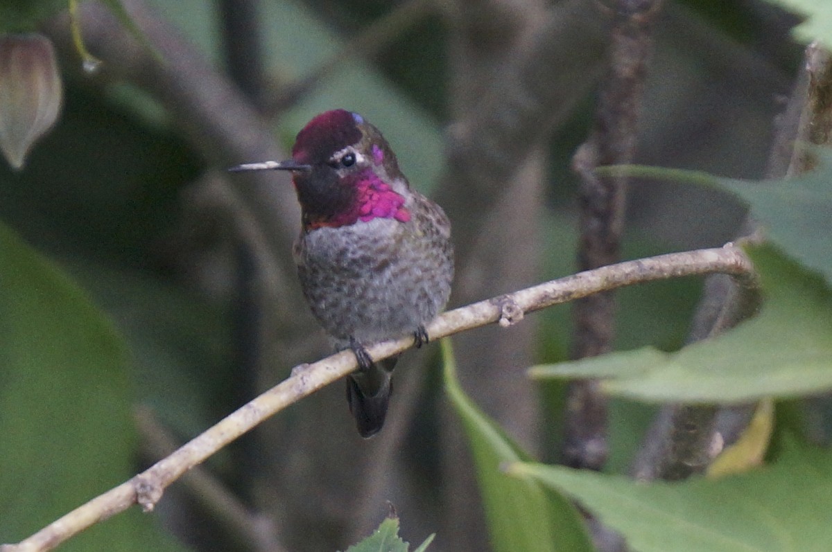 Colibrí de Anna - ML479325971