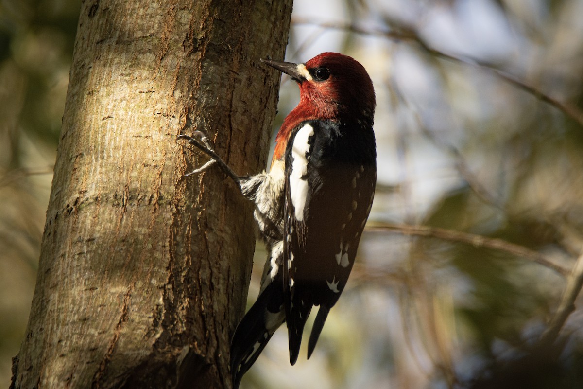 Red-breasted Sapsucker - ML479326021