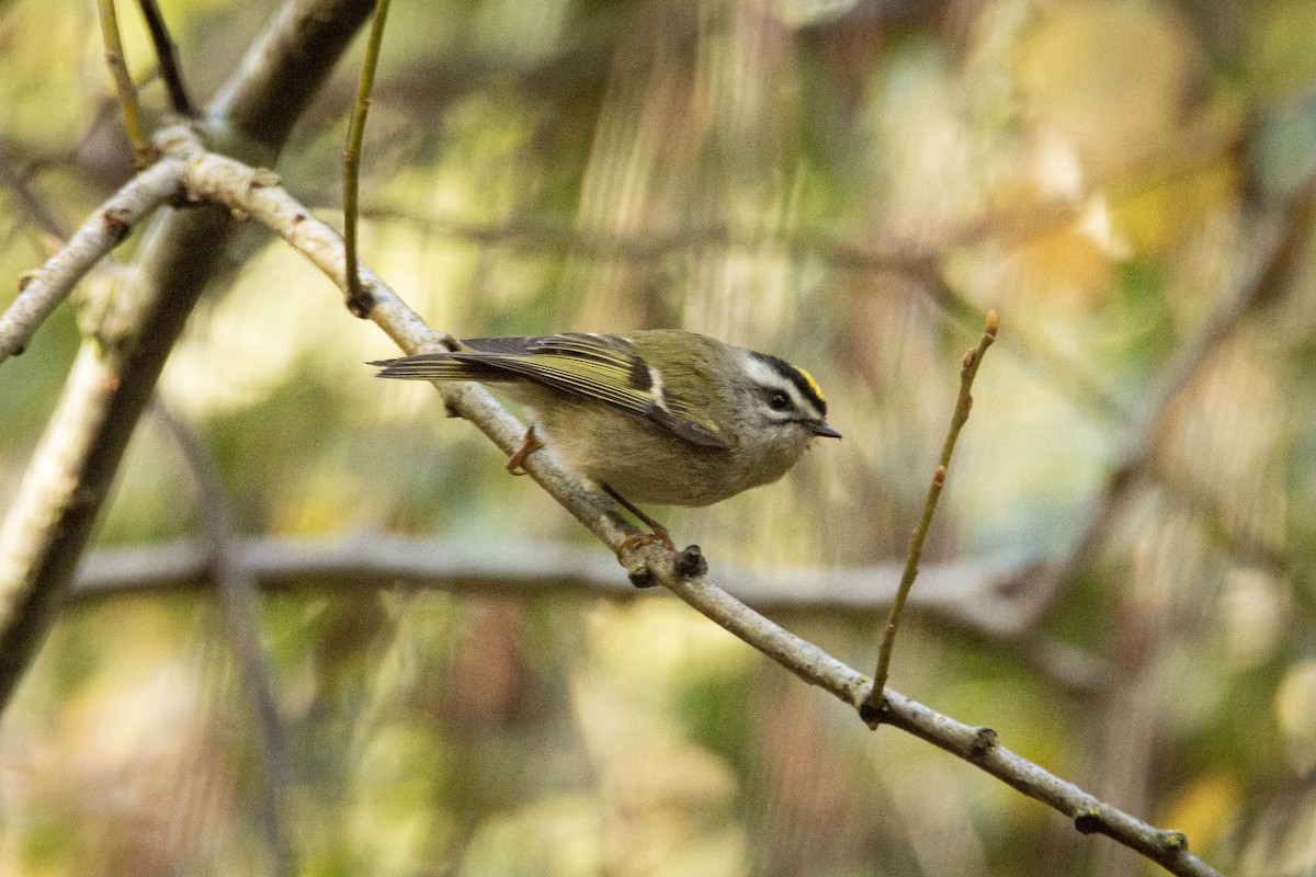 Golden-crowned Kinglet - ML479326071