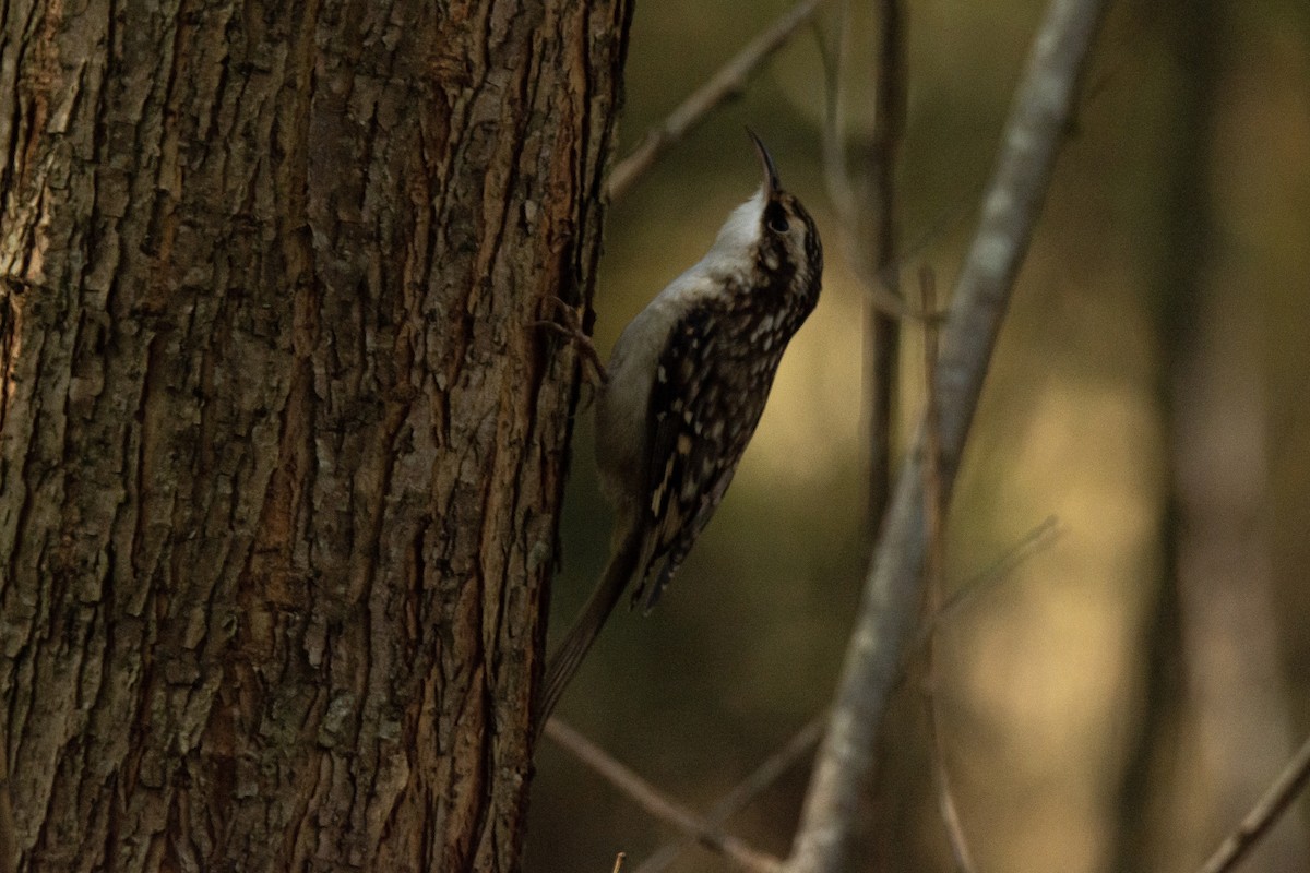 Brown Creeper - Sam Ridsdale