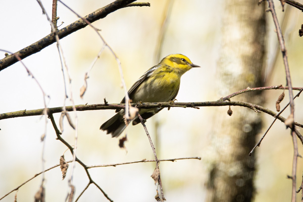 Townsend's Warbler - ML479326361