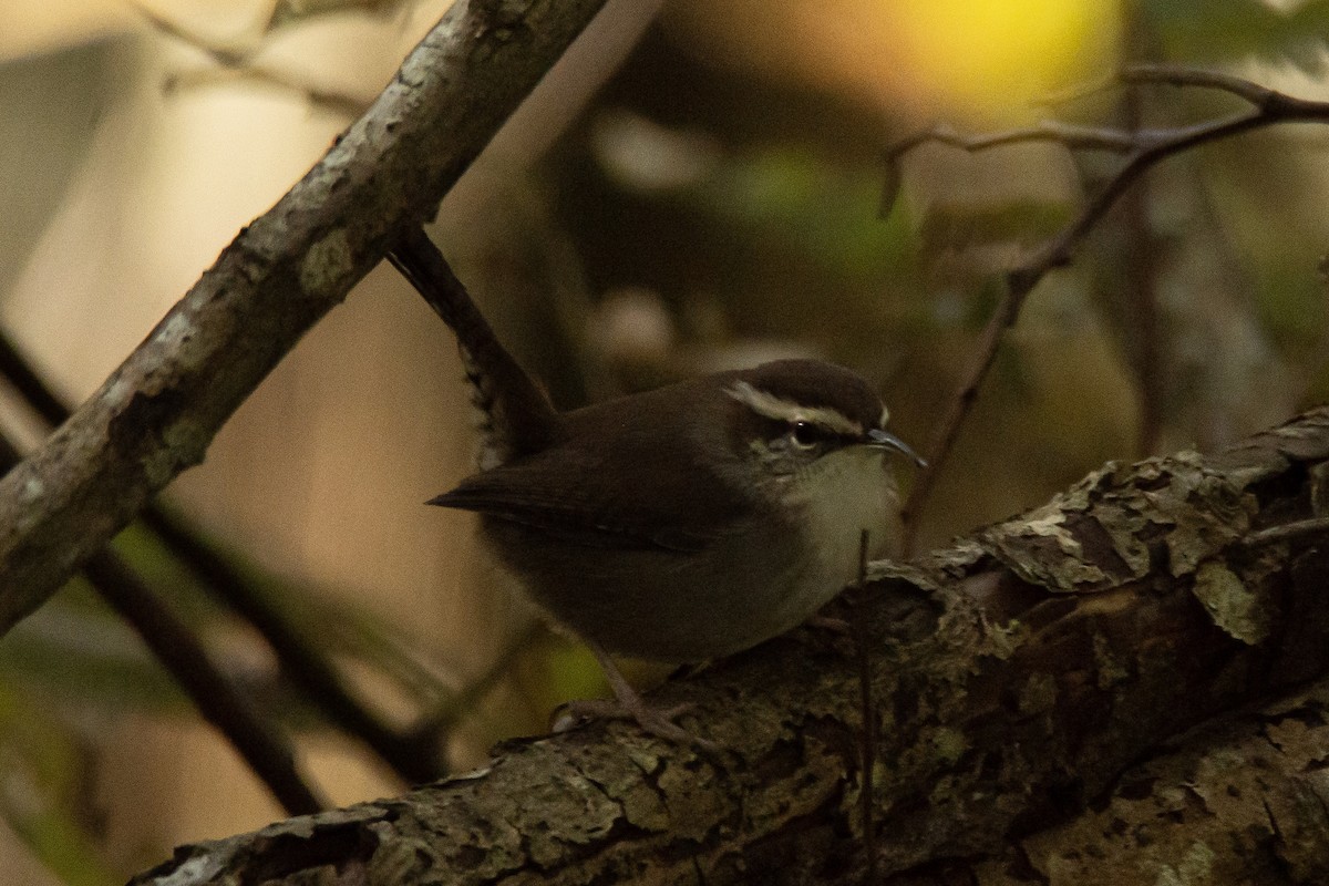 Bewick's Wren - ML479326421