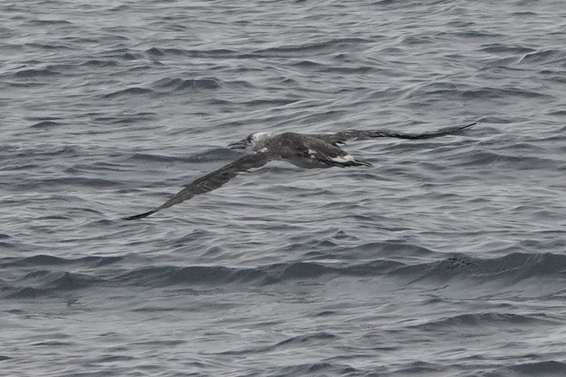 Northern Gannet - ML479327651