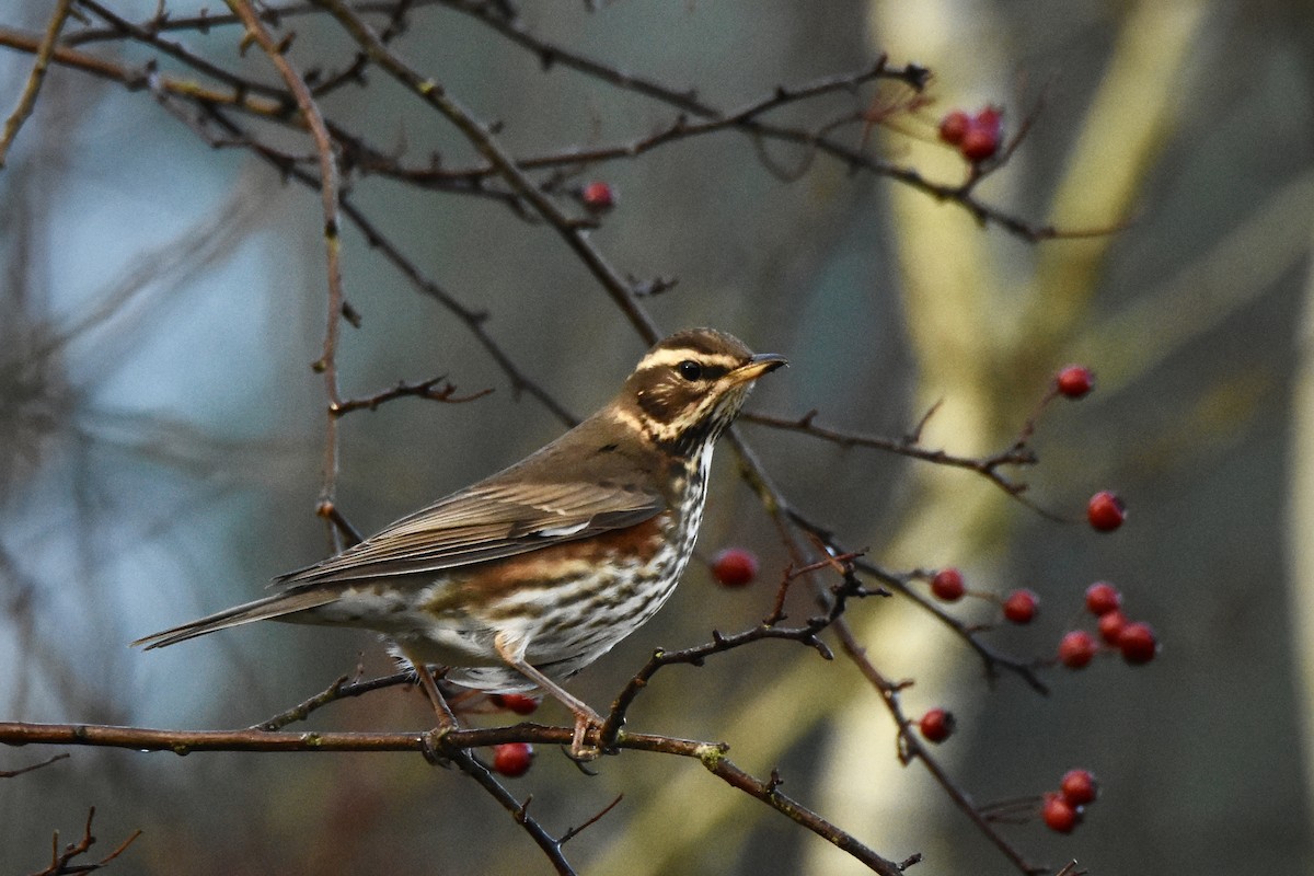 Redwing - ML479329371