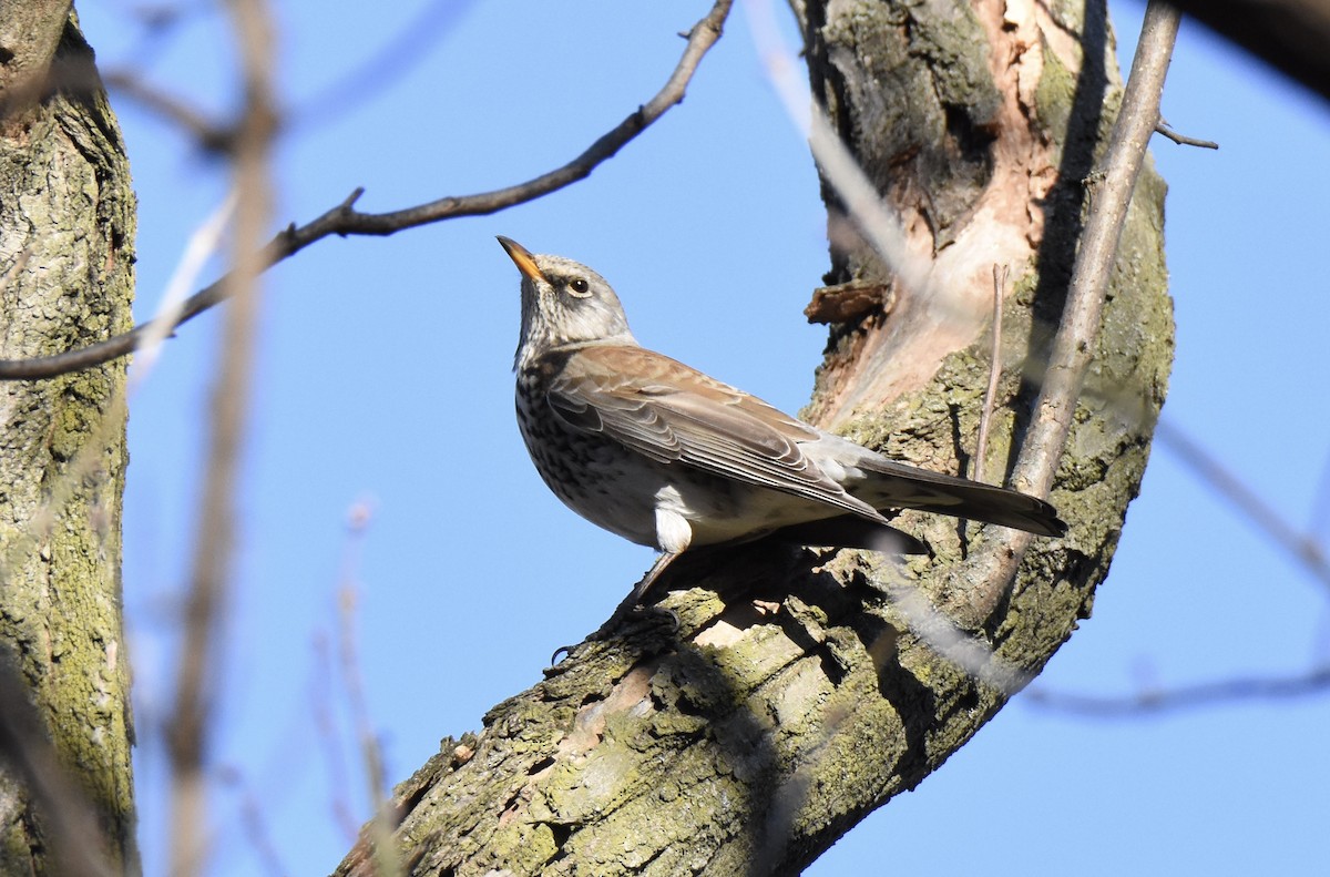 Fieldfare - ML479329381