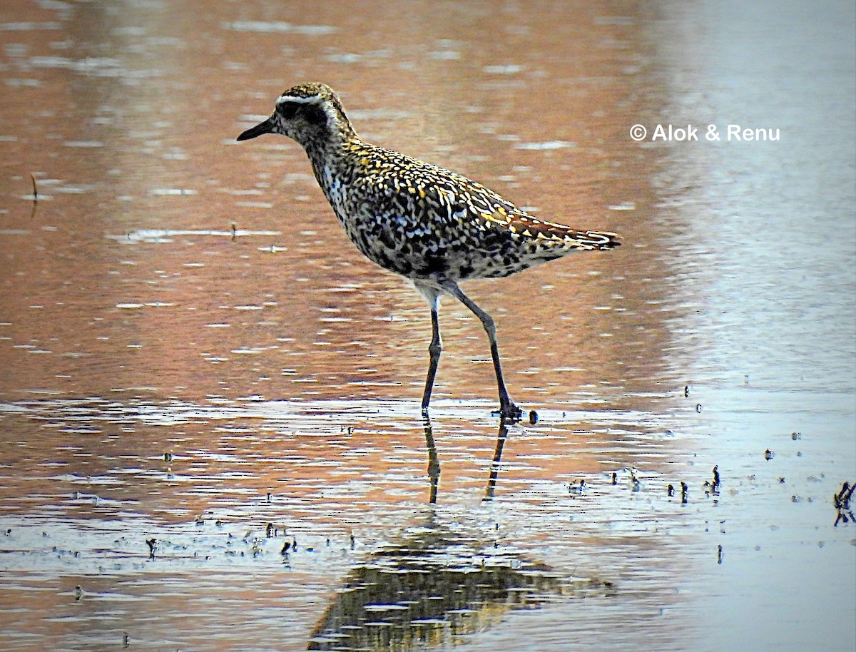 Chorlito Dorado Siberiano - ML479329851