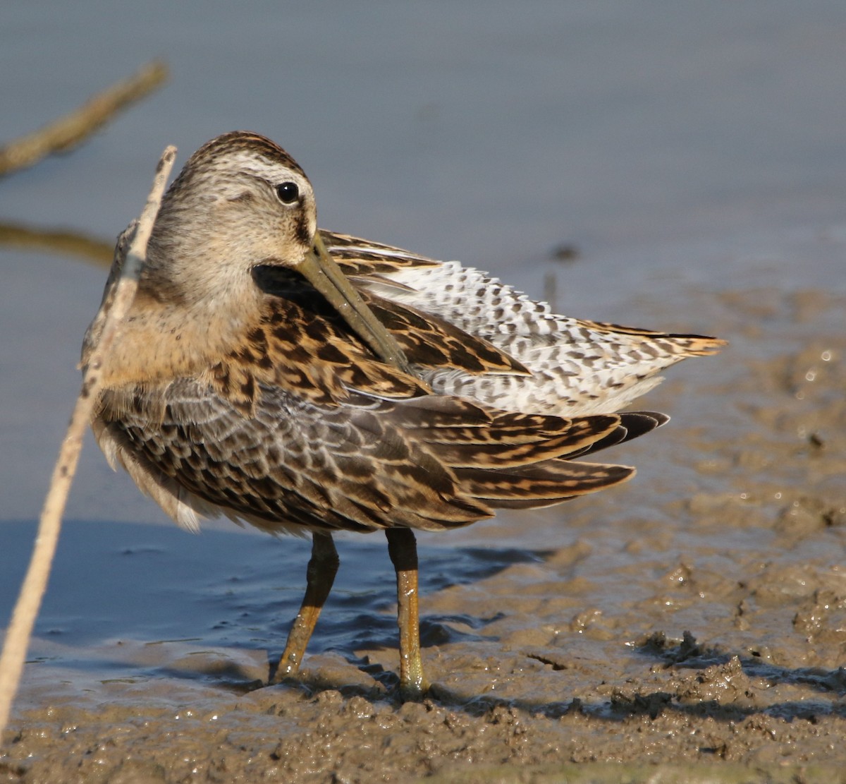 Short-billed Dowitcher - Daniel Lebbin