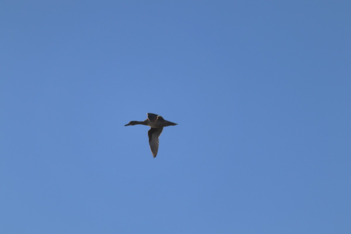 Northern Pintail - ML479331151