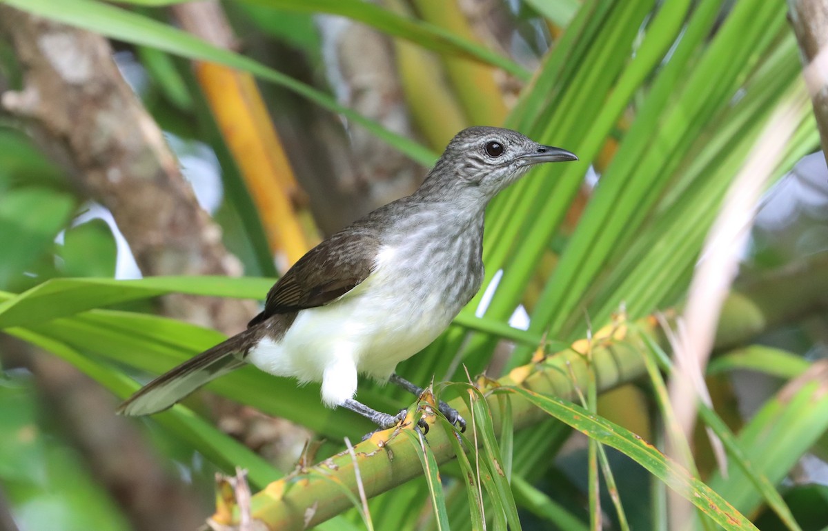 Swamp Greenbul - ML479331651