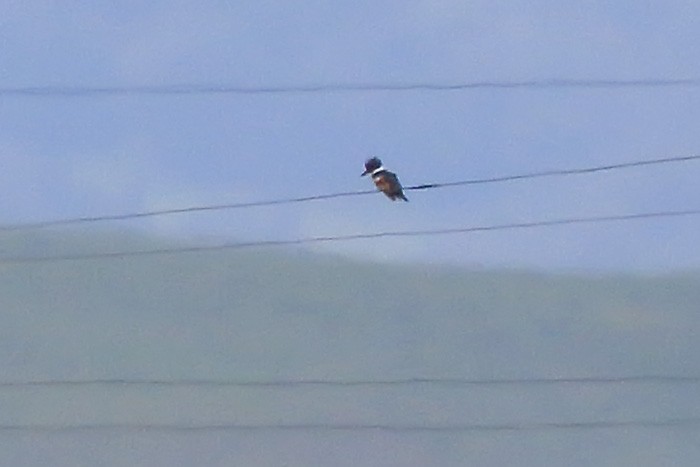 Belted Kingfisher - ML47933301