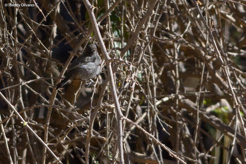 Cinereous Tyrant - ML47933551