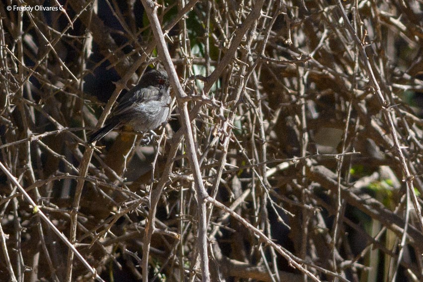 Cinereous Tyrant - ML47933561