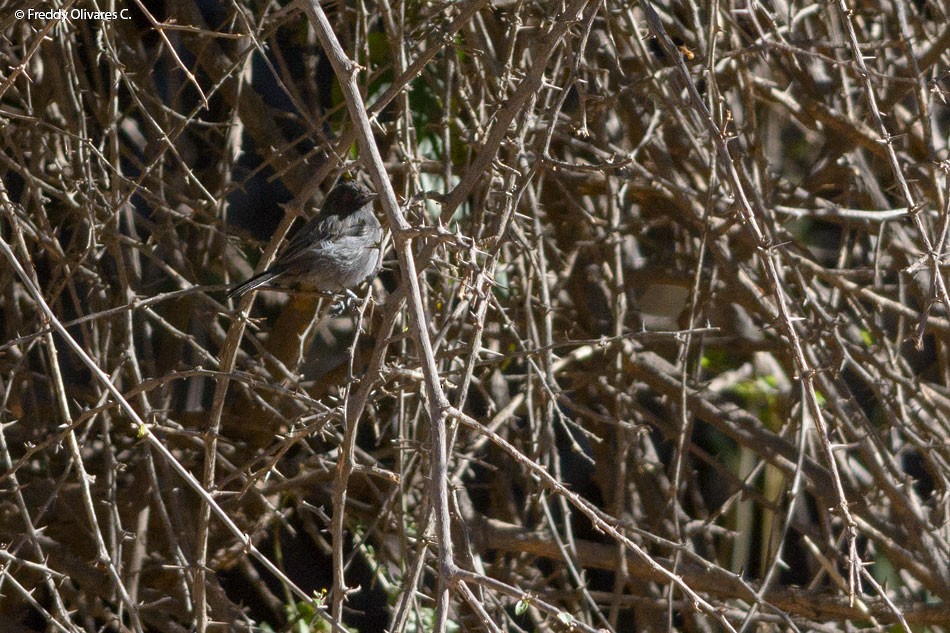 Cinereous Tyrant - ML47933571
