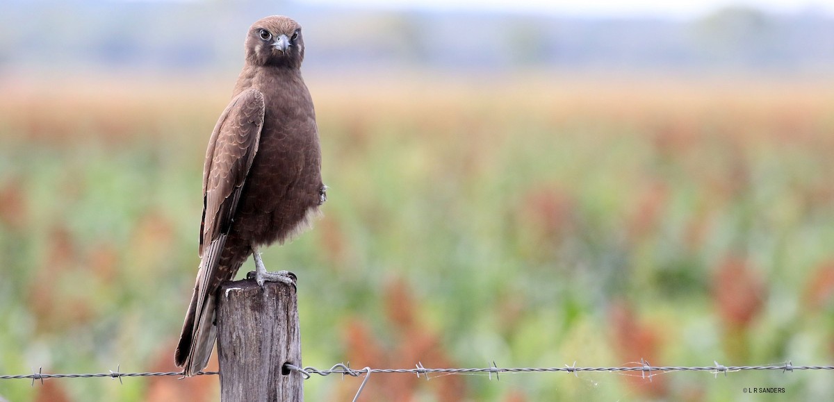 Brown Falcon - ML479336681