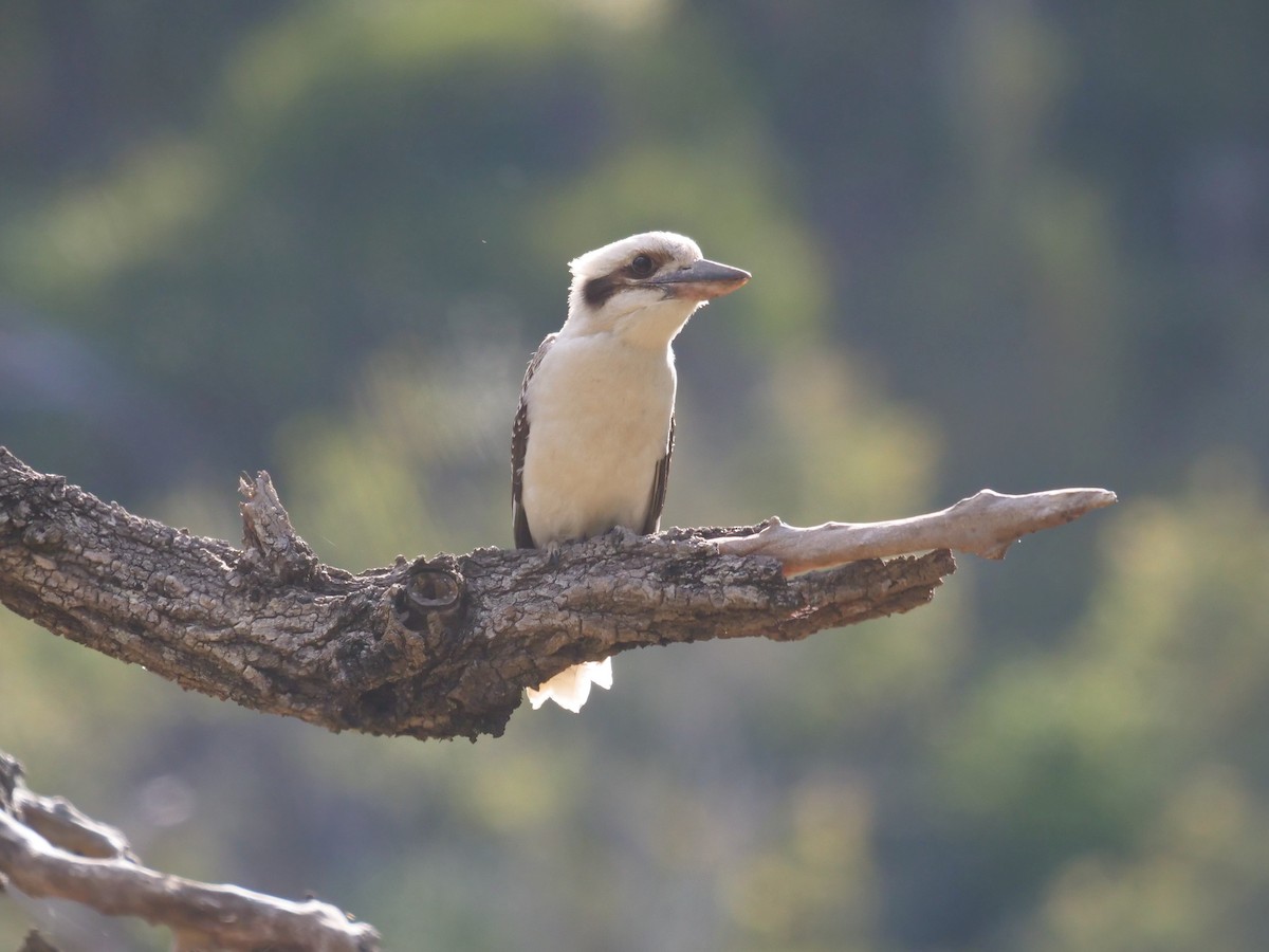 Laughing Kookaburra - Frank Coman